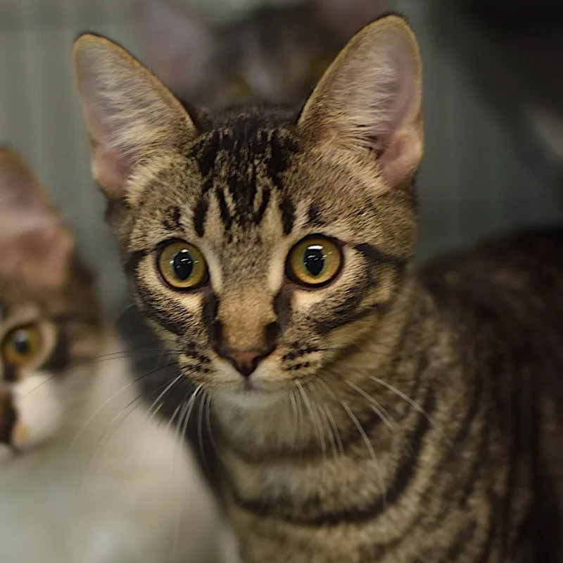 A baby medium-sized male Brown / Chocolate Domestic Short Hair cat named Sinon for adoption in Belleville, IL