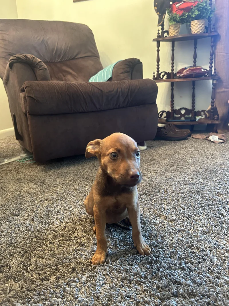 A baby medium-sized female Mixed Breed dog named Princess Diane for adoption in TOMPKINSVILLE, KY