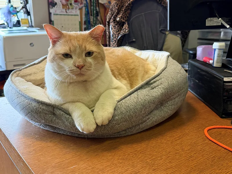 Carlos Larchwood thumbnail 4