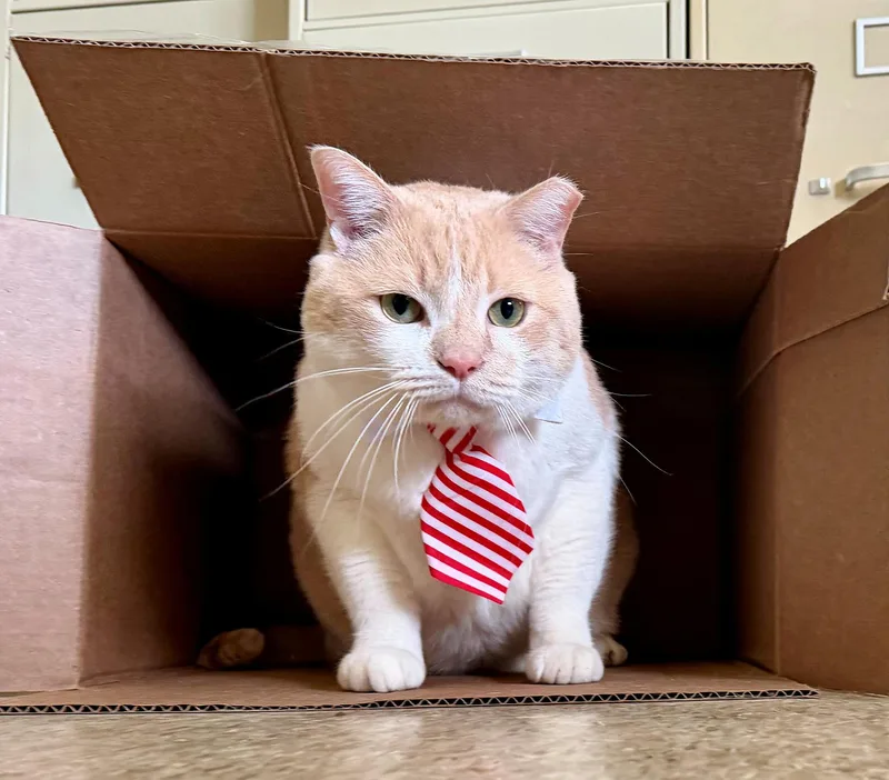 Carlos Larchwood thumbnail 5