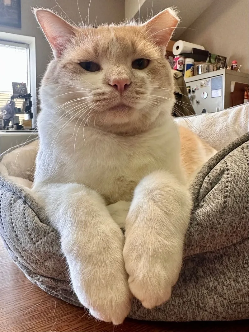 Carlos Larchwood thumbnail 6