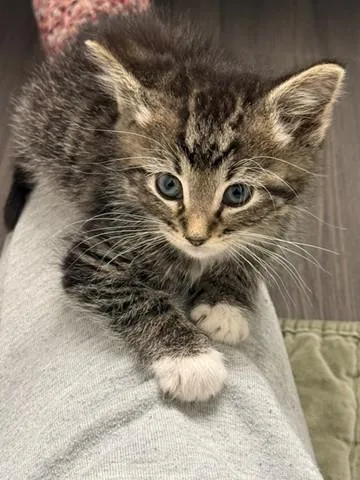 A baby small-sized male Domestic Short Hair cat named Ferb for adoption in Denver, CO