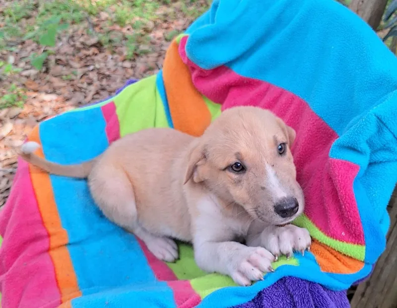 A baby medium-sized male Yellow / Tan / Blond / Fawn Labrador Retriever dog named Chasko Wat for adoption in Missouri City, TX
