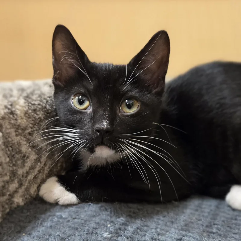 A baby medium-sized female Black & White / Tuxedo Domestic Short Hair cat named Scampi for adoption in Irvine, CA
