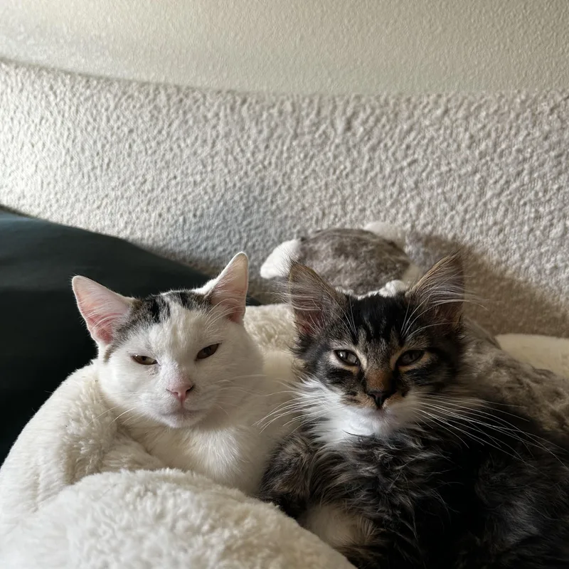 A baby medium-sized male Brown / Chocolate Domestic Short Hair cat named Chips and Fish  for adoption in Portland, OR