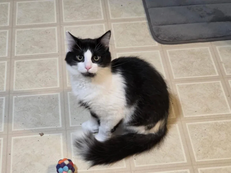 A baby small-sized male Black & White / Tuxedo Domestic Medium Hair cat named Low Mein C Harrell for adoption in Saunderstown, RI