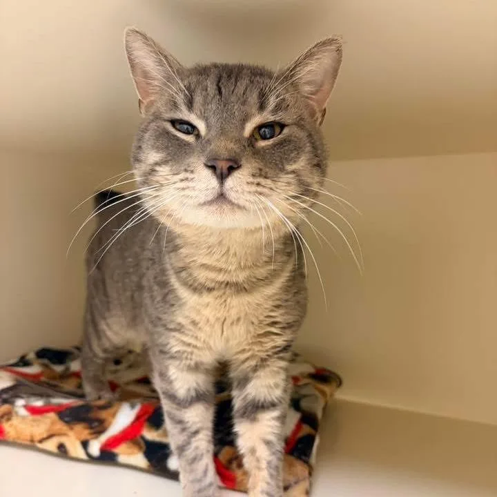 An adult large-sized male Gray / Blue / Silver Domestic Short Hair cat named Gale for adoption in Naperville, IL
