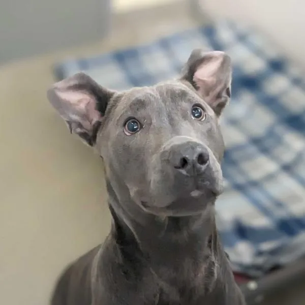 An adult small-sized male Pit Bull Terrier dog named Link for adoption in Stratham, NH