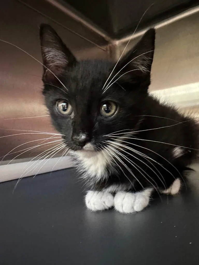 A baby medium-sized male Domestic Short Hair cat named Domino for adoption in Pomona, NY