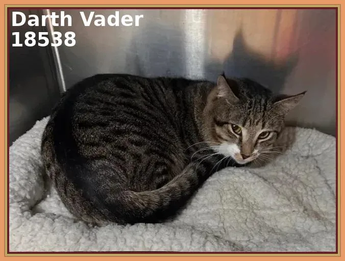 A young medium-sized male Tabby (Brown / Chocolate) Domestic Short Hair cat named Darth Vader for adoption in Marietta, GA