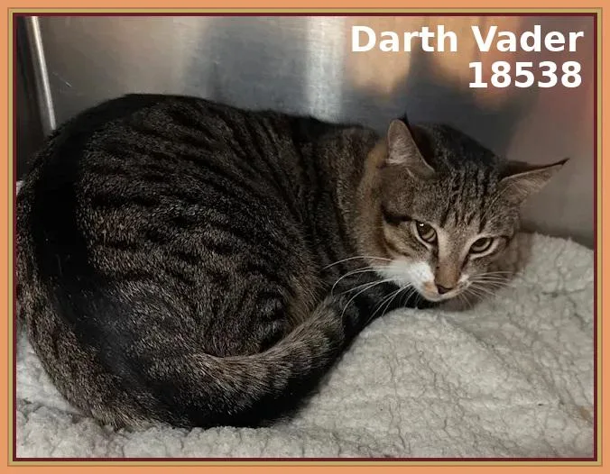Darth Vader thumbnail 3