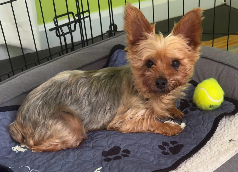 A senior small-sized female Yorkshire Terrier dog named Indie for adoption in Anniston, AL