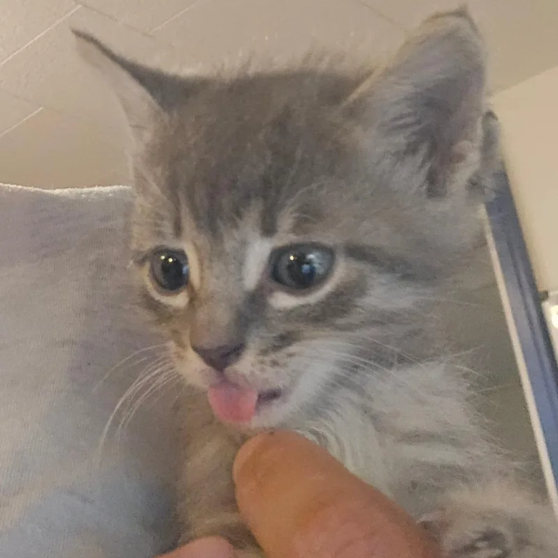 A baby small-sized male Gray / Blue / Silver Domestic Short Hair cat named Jet for adoption in Hanna City, IL