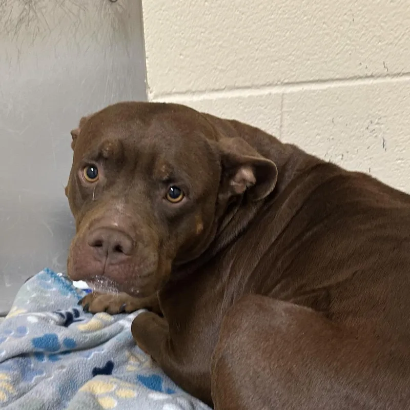 An adult medium-sized female Red / Chestnut / Orange Pit Bull Terrier dog named Ginny for adoption in Palestine, TX