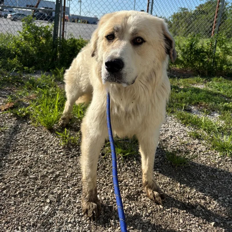 An adult medium-sized female White / Cream Great Pyrenees dog named Olivet for adoption in Falmouth, KY