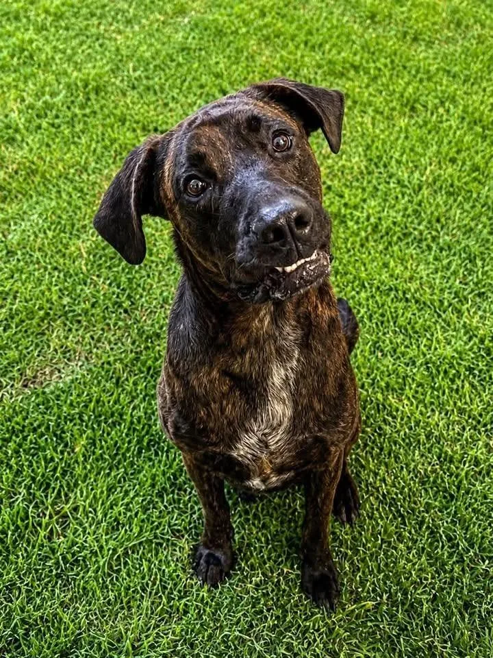 Milo