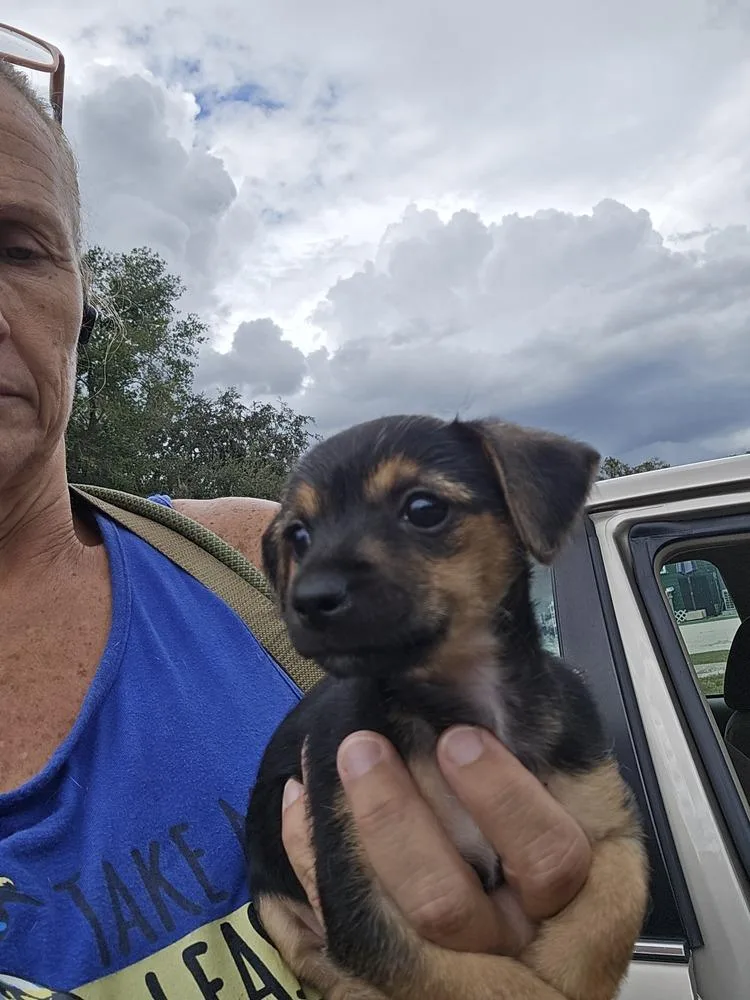 A baby small-sized female Tricolor (Brown, Black, & White) Chihuahua dog named Queso for adoption in Lakeland, FL
