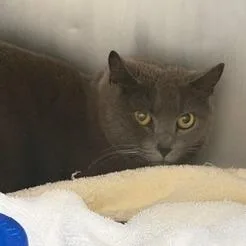An adult medium-sized female Domestic Short Hair cat named Sophia for adoption in Cumming, GA