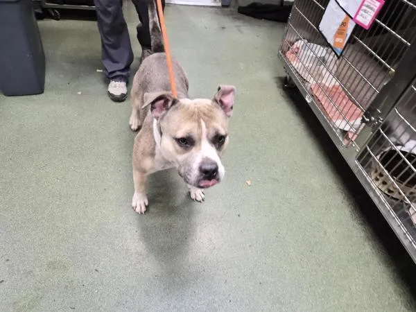 An adult medium-sized male Mixed Breed dog named Milo Bear for adoption in New York, NY