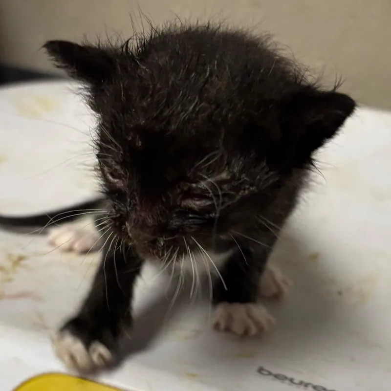 A baby small-sized male Black Domestic Short Hair cat named Thunder for adoption in Yuma, AZ