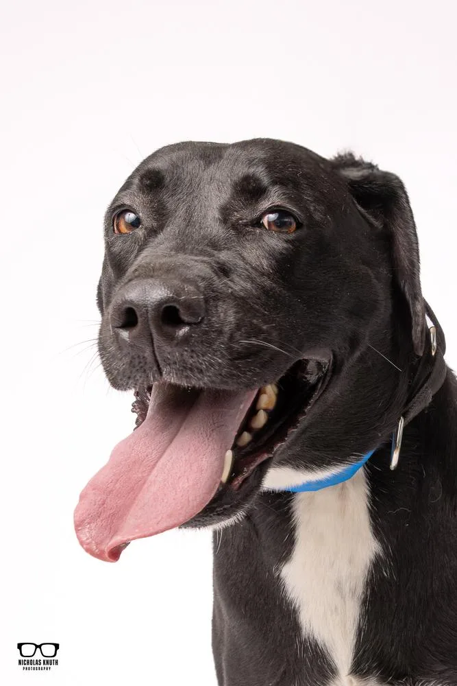 An adult large-sized male Tricolor (Brown, Black, & White) Labrador Retriever dog named Joel for adoption in Palatine, IL