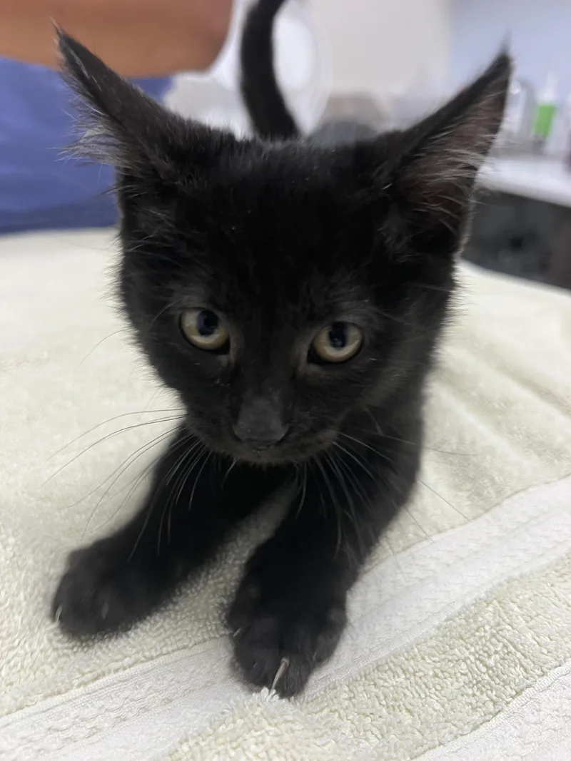 A baby small-sized female Domestic Short Hair cat named Rachel for adoption in Chico, CA