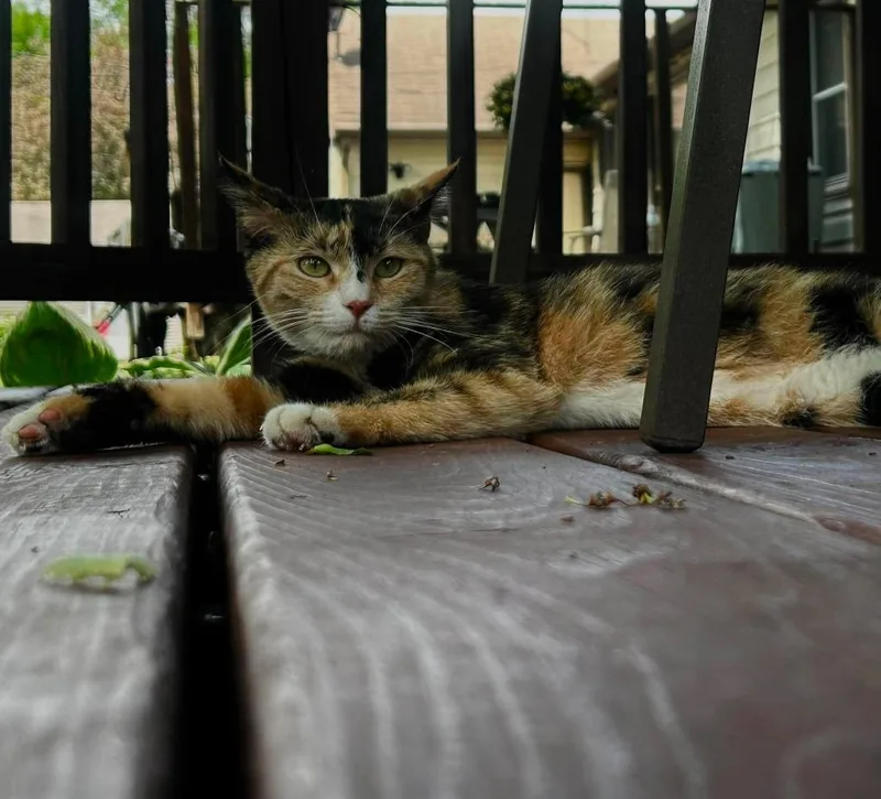 A baby medium-sized female Domestic Short Hair cat named Cindy Lou for adoption in Cloquet, MN