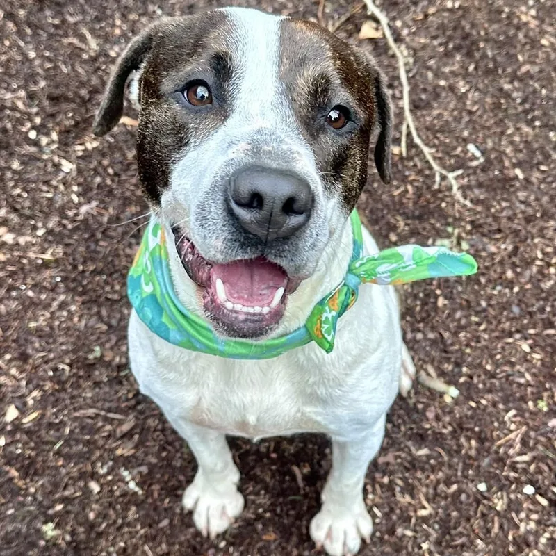 A young medium-sized male Pit Bull Terrier dog named Parker for adoption in Bethel, CT