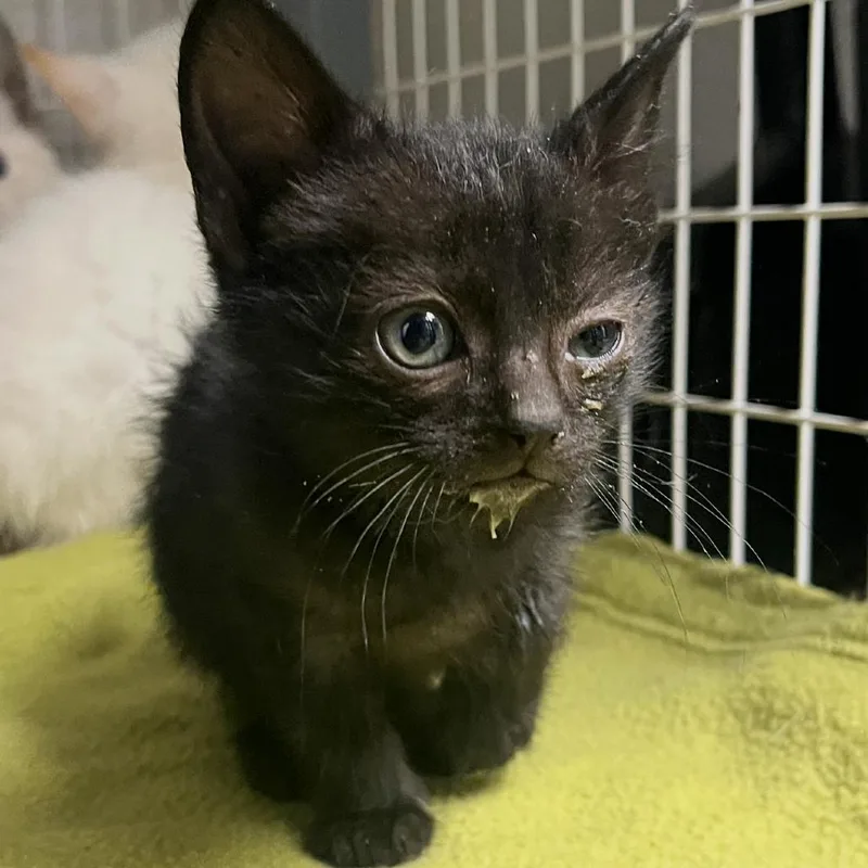 A baby small-sized male Black Domestic Short Hair cat named Wayne for adoption in Columbiana, AL