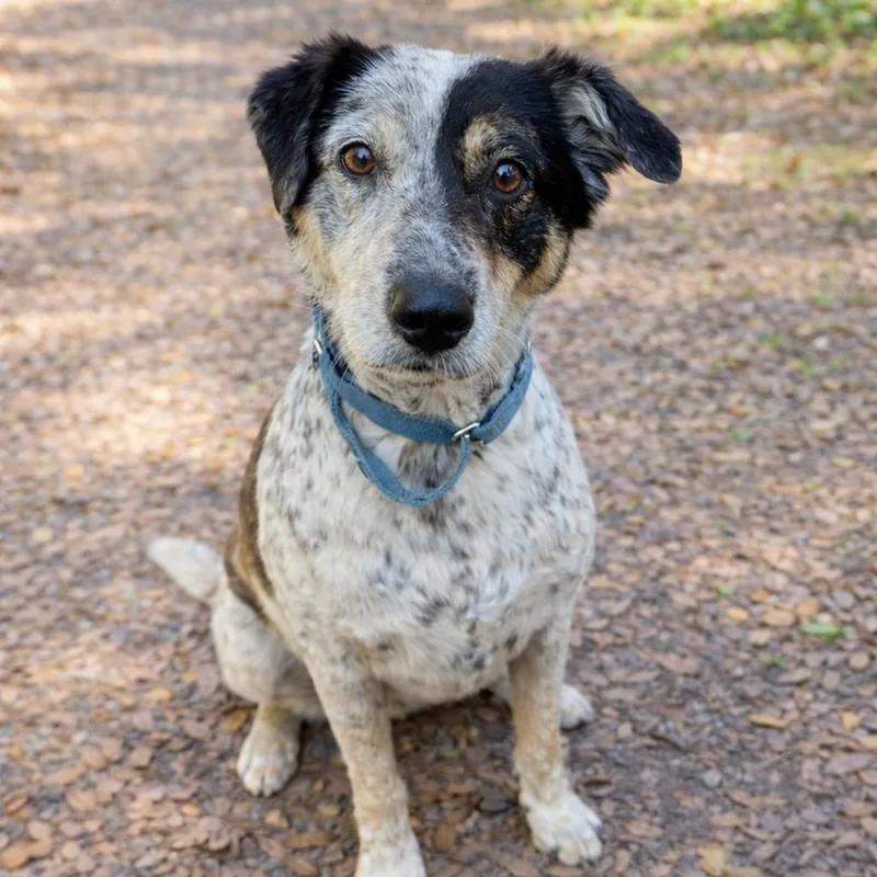 An adult medium-sized female White / Cream Australian Cattle Dog / Blue Heeler dog named Nani for adoption in Hopkinton, MA