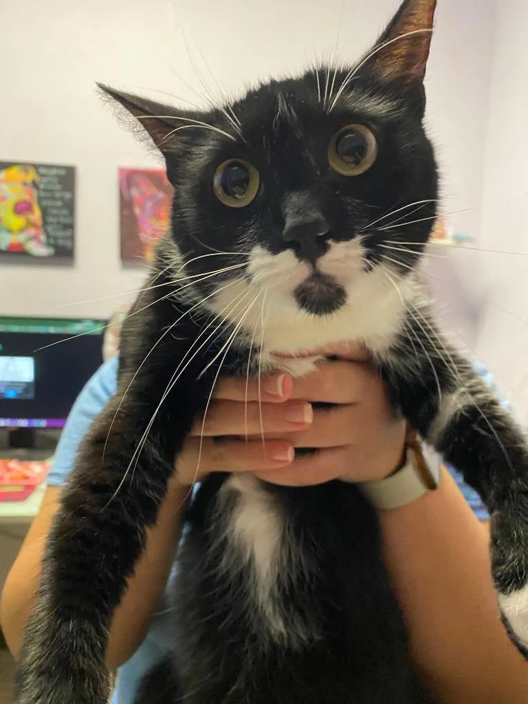 A young medium-sized female Domestic Short Hair cat named Montana for adoption in New Braunfels, TX