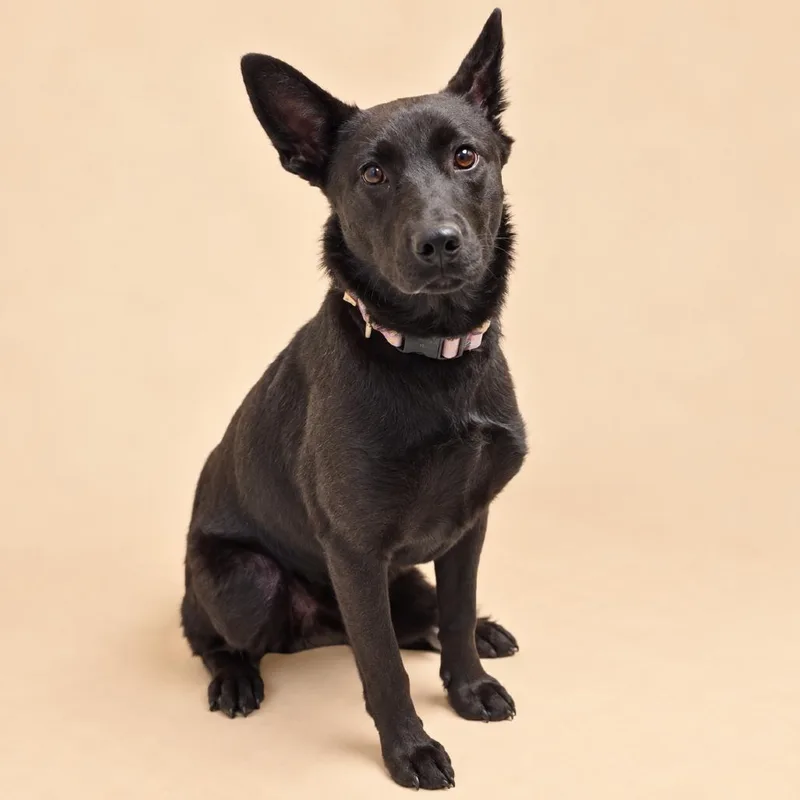 A young medium-sized female Black Shepherd dog named Raven for adoption in Concord, NC