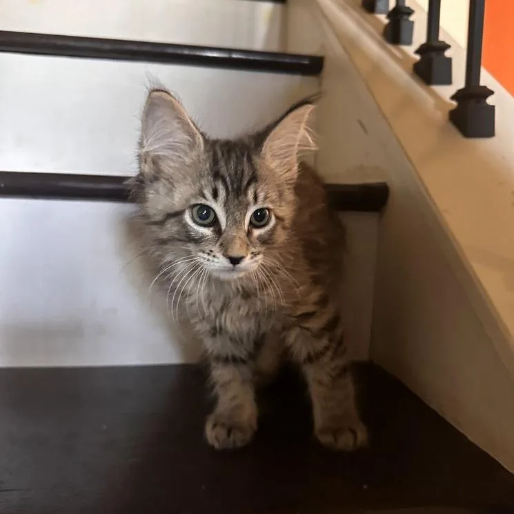 A baby small-sized male Domestic Long Hair cat named Elvis for adoption in Woodstock, GA
