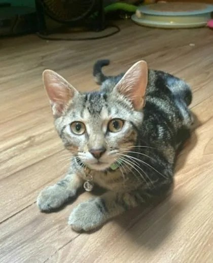 A baby medium-sized male Tabby (Brown / Chocolate) Domestic Short Hair cat named Lentil for adoption in Warr Acres, OK