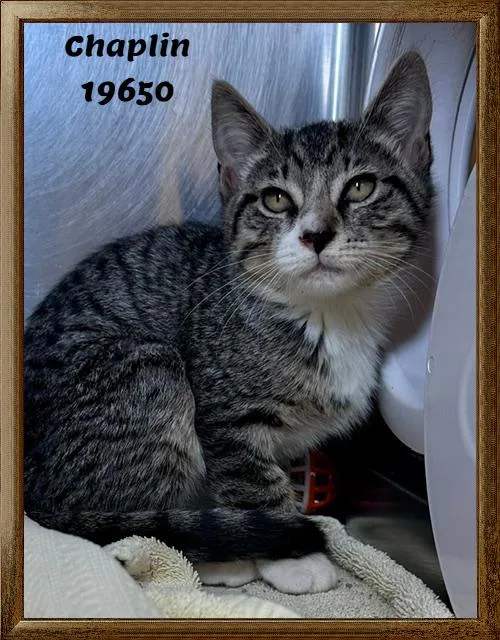 A baby medium-sized male Tabby (Gray / Blue / Silver) Domestic Short Hair cat named Chaplin for adoption in Marietta, GA