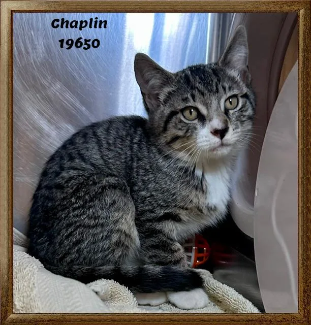 Chaplin thumbnail 2