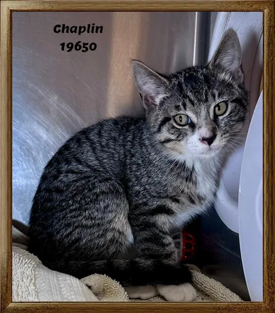 Chaplin thumbnail 4