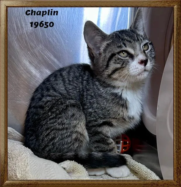 Chaplin thumbnail 5