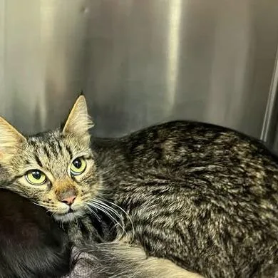 An adult medium-sized female Brown / Chocolate Domestic Short Hair cat named Granita for adoption in Redwood City, CA