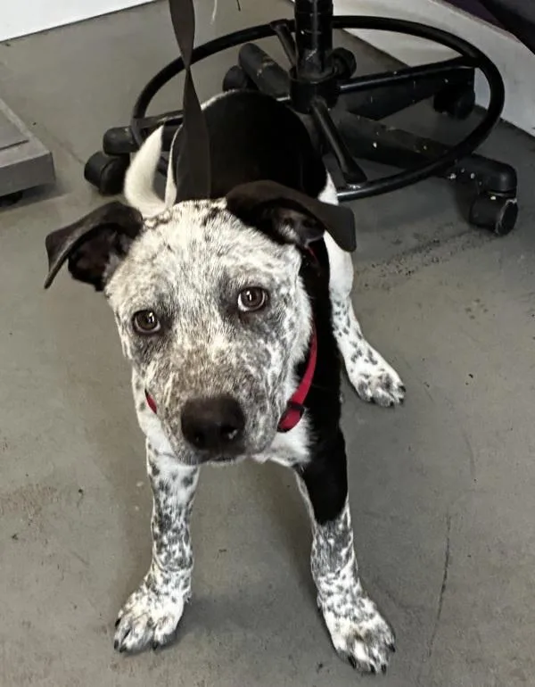 A baby small-sized male Australian Cattle Dog / Blue Heeler dog named Oreo for adoption in Salt Lake City, UT