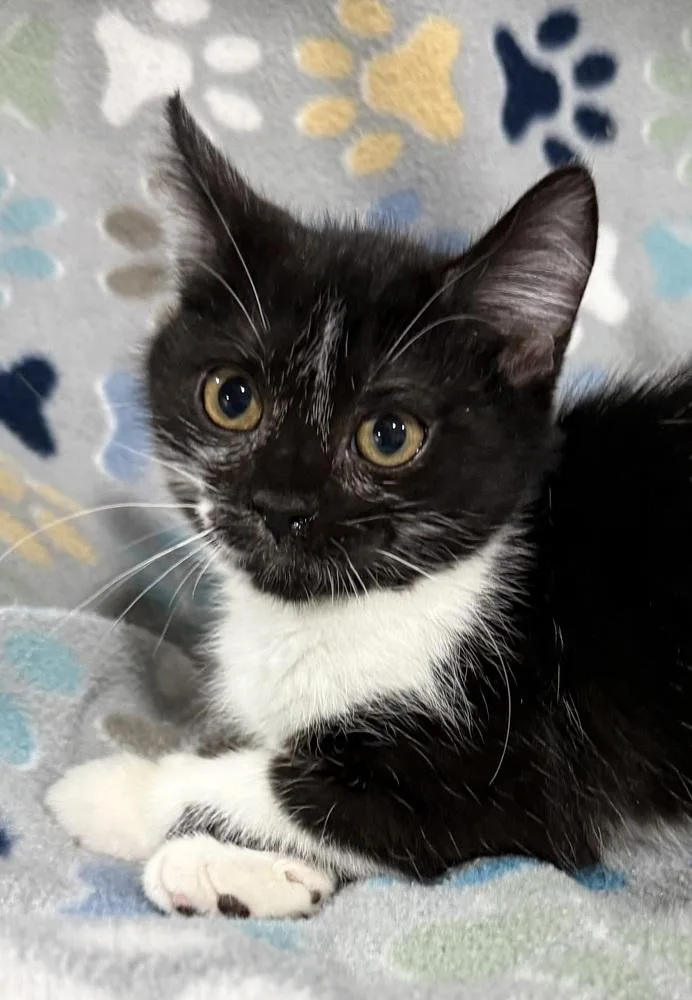 A baby small-sized female Black Domestic Short Hair cat named Secret for adoption in Jackson, GA