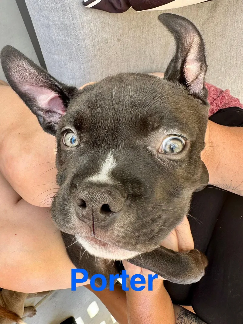 A baby medium-sized male American Staffordshire Terrier dog named Dolly's Dreamers Porter for adoption in San Diego, CA