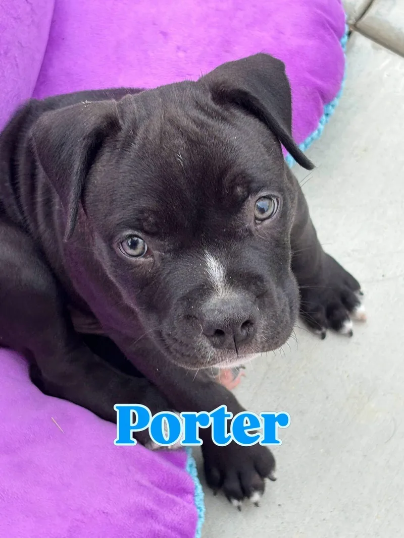 Dolly's Dreamers  Porter thumbnail 2