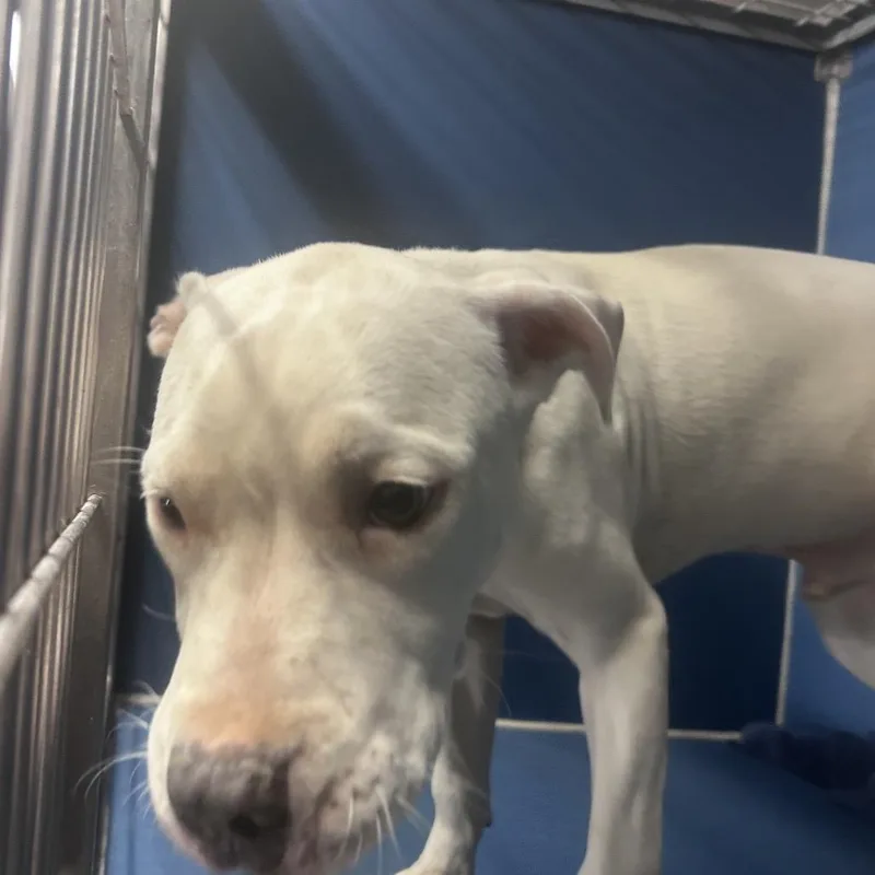 A baby small-sized male White / Cream Pit Bull Terrier dog named Bobby for adoption in Yuma, AZ