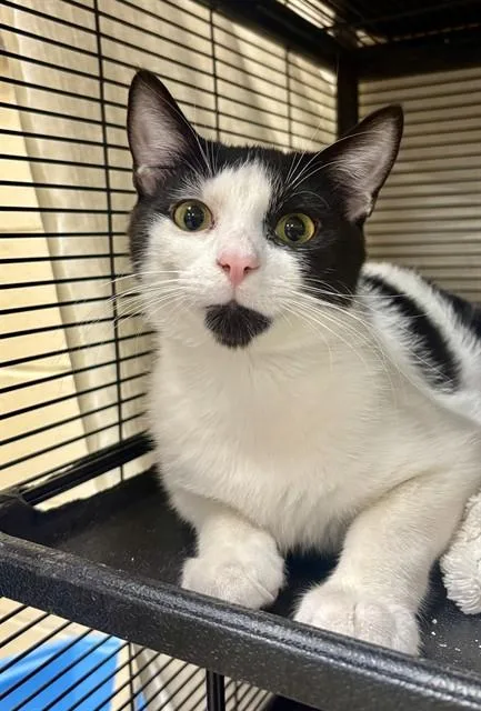 A young small-sized male Domestic Short Hair cat named Holmes for adoption in Aliquippa, PA