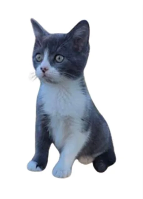 A baby small-sized female Domestic Short Hair cat named A for adoption in Chula Vista, CA