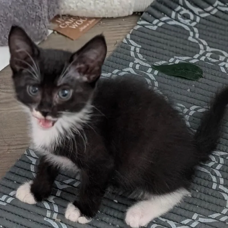 A baby small-sized female Black Domestic Short Hair cat named Odessa for adoption in Raleigh, NC