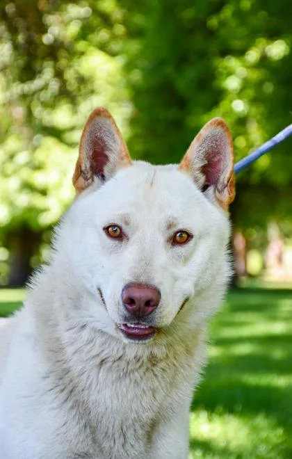 An adult large-sized male Siberian Husky dog named Buddy for adoption in Yakima, WA