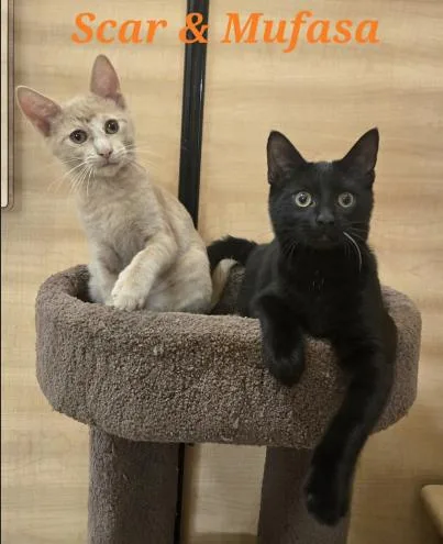 A baby medium-sized male Black Domestic Short Hair cat named Mufasa for adoption in oceanside, CA