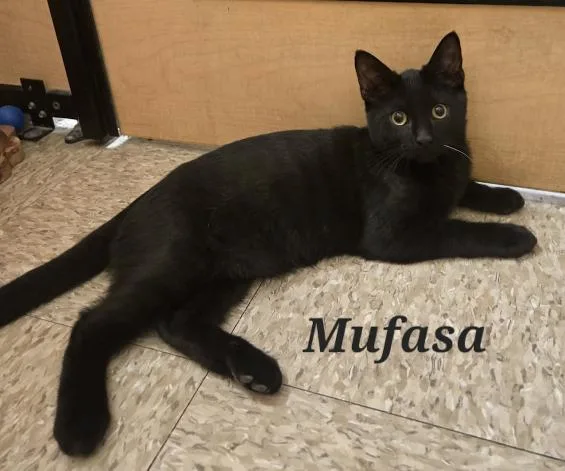 Mufasa thumbnail 3